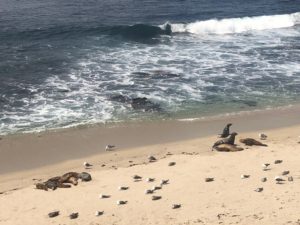 San Diego Tourist Attractions La Jolla Seals