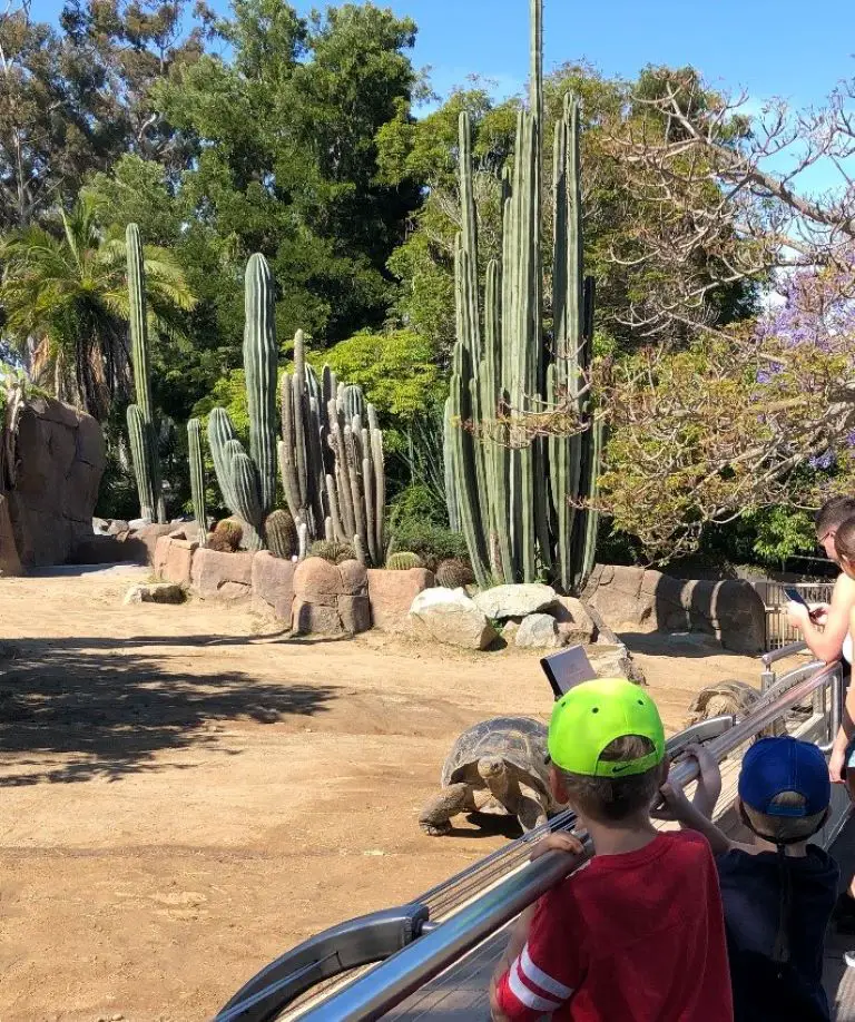 San Diego Zoo Wildlife Tortoise