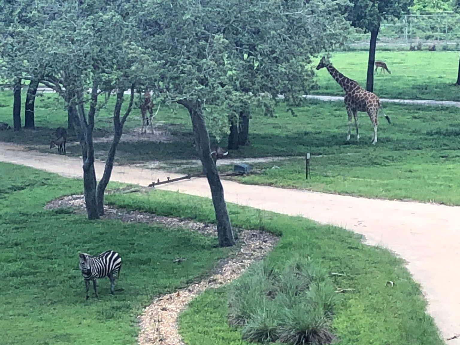 Disney's Animal Kingdom Lodge Animals