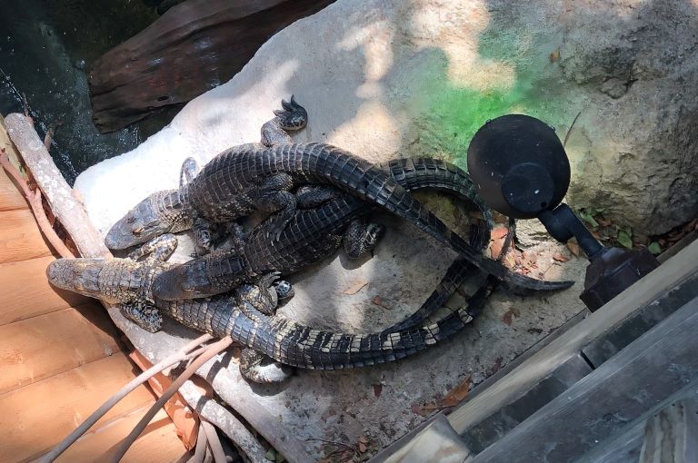 Tampa area aquarium alligators