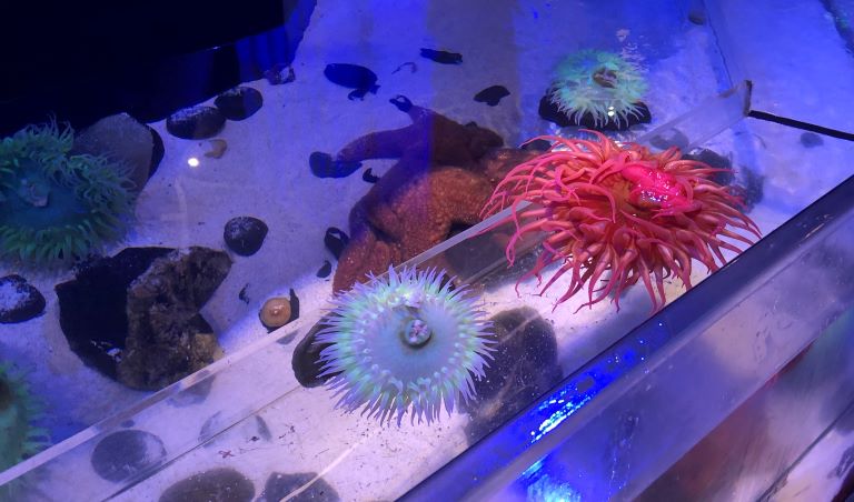 Tampa Aquarium Tampa Florida Anemone