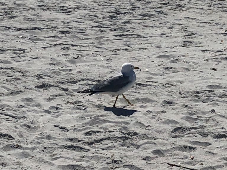 Treasure Island Florida Pictures Bird