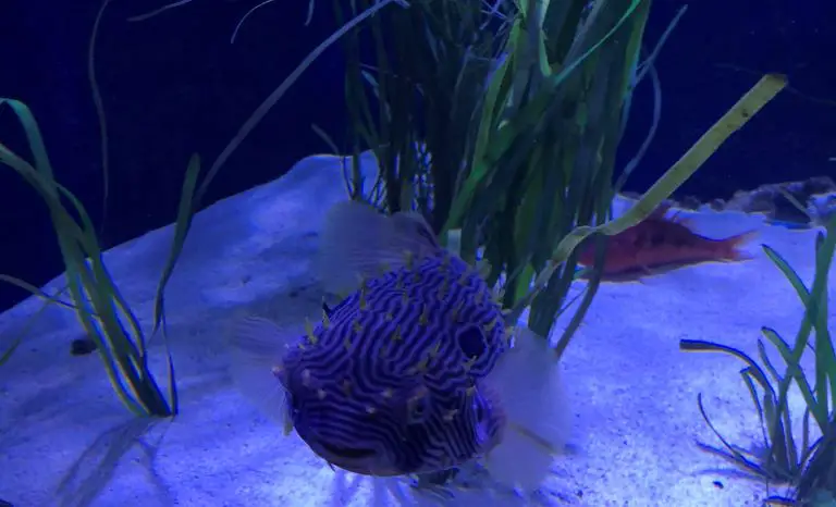 Florida Aquarium Pictures Blue Fish