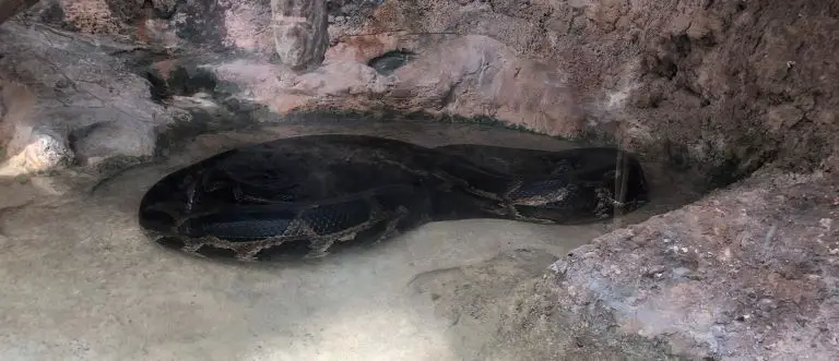 The Florida Aquarium Tips Snake