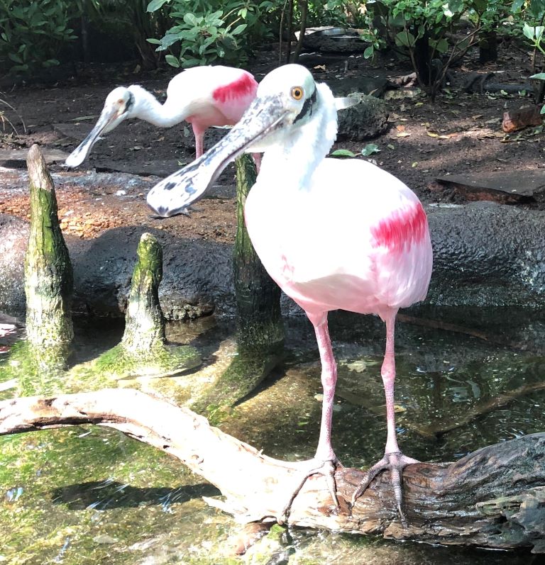 Tampa Aquarium animals spoonbills