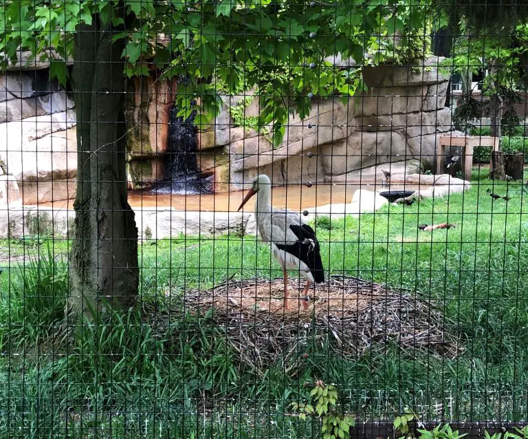 Lincoln Park Zoo Location Bird
