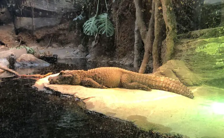 Lincoln Park Zoo and Conservatory Alligator