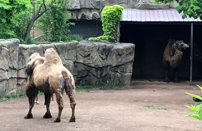 Lincoln Park Zoo Visit Camel