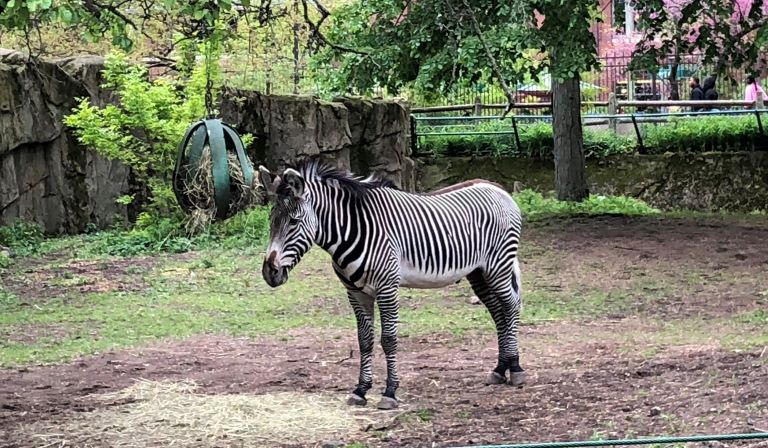 Lincoln Park Zoo Tips Maximize Your Day Put On Your Party Pants