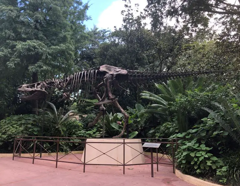 animal kingdom theme park florida skeleton
