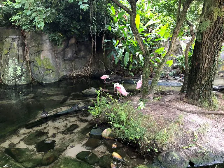 disney's animal kingdom tips tricks flamingo