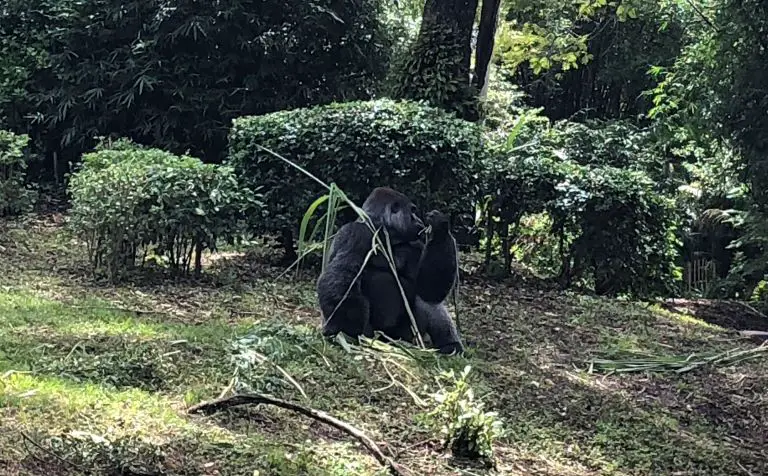 animal kingdom park safari gorilla