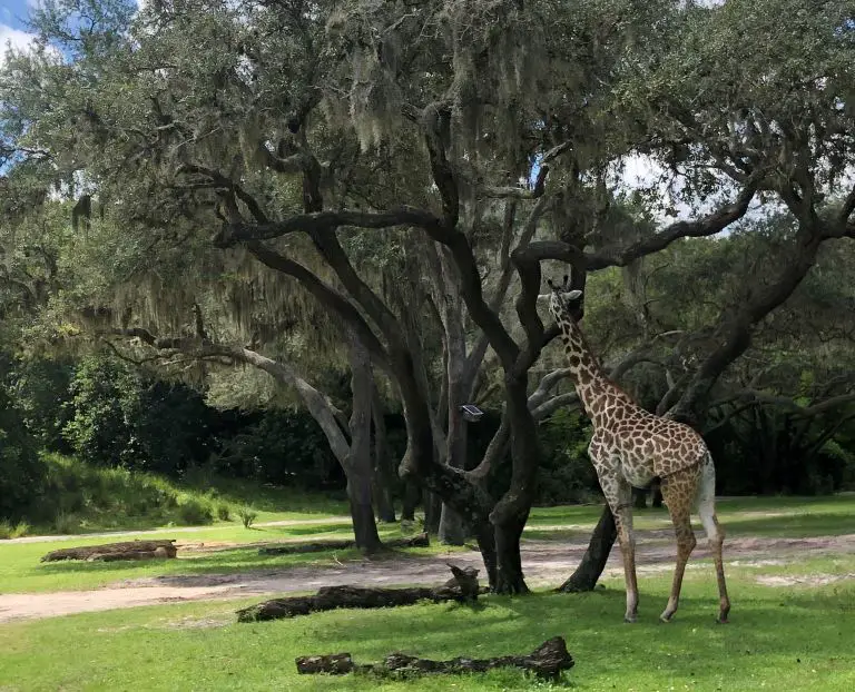 animal kingdom tips giraffe