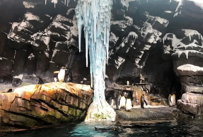 seaworld orlando penguin house