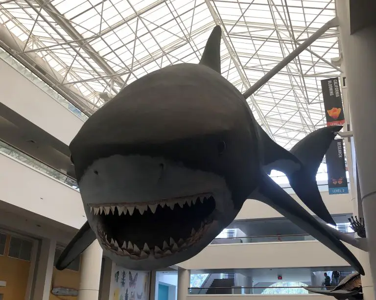 things to do in san diego museums at balboa park shark
