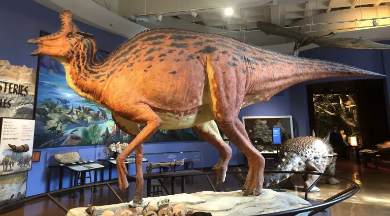 san diego natural history museum (the nat) dinosaur