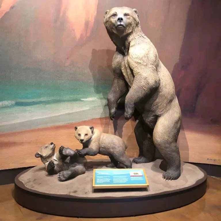 san diego museum park bears