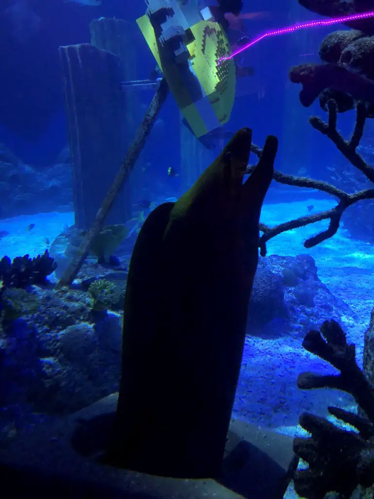 sealife san diego eel