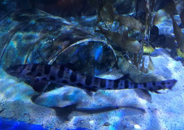 legoland san diego aquarium fish