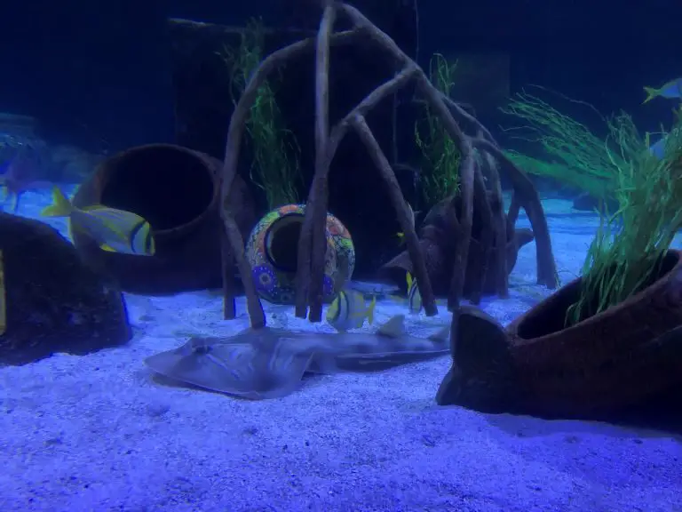 sealife aquarium legoland fish