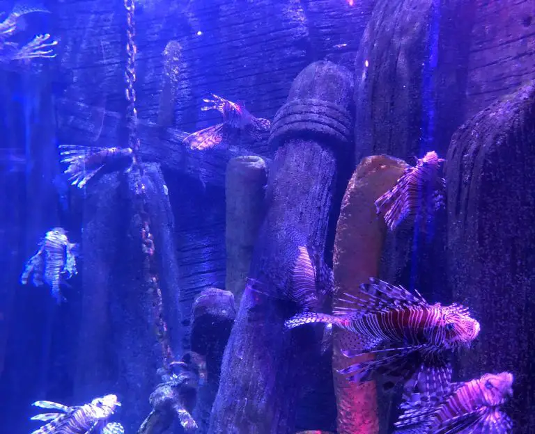 LEGOLAND Sea Aquarium fish