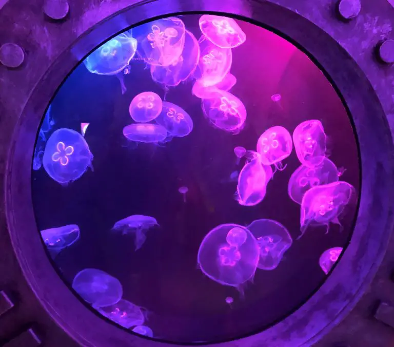 san diego sea life aquarium jellyfish