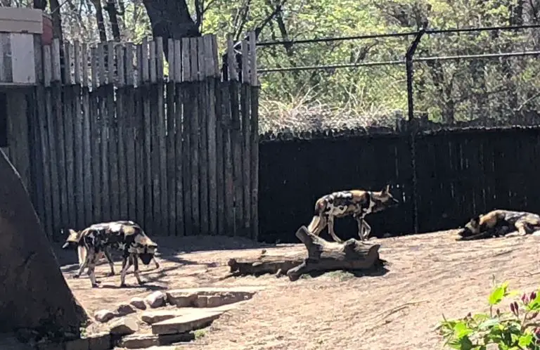 african painted dogs