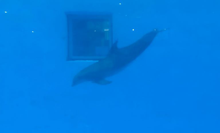 dolphin