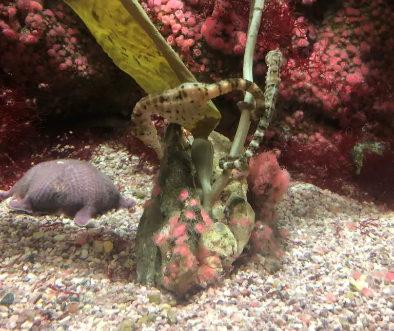 seahorse