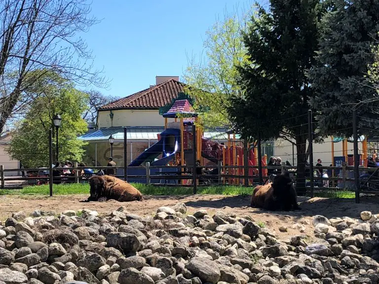 things to do at brookfield zoo playground