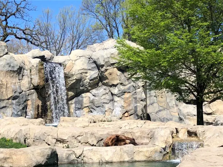 great bear wilderness brookfield zoo