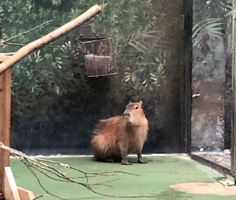 capybaras brookfield zoo