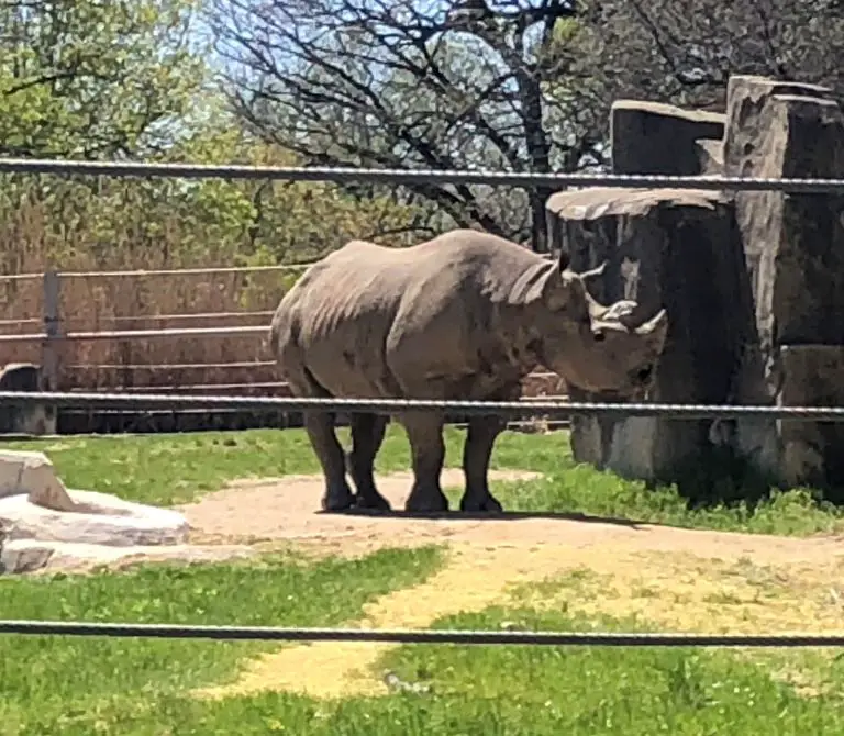 brookfield zoo brookfield il 60513 rhinoceros