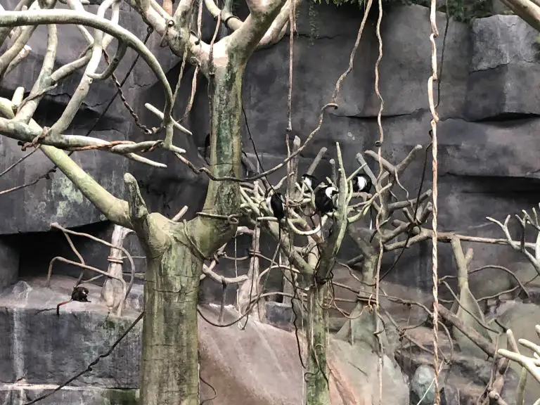 brookfield zoo primate house