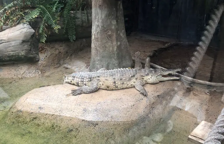 brookfield zoo animals pictures crocodile