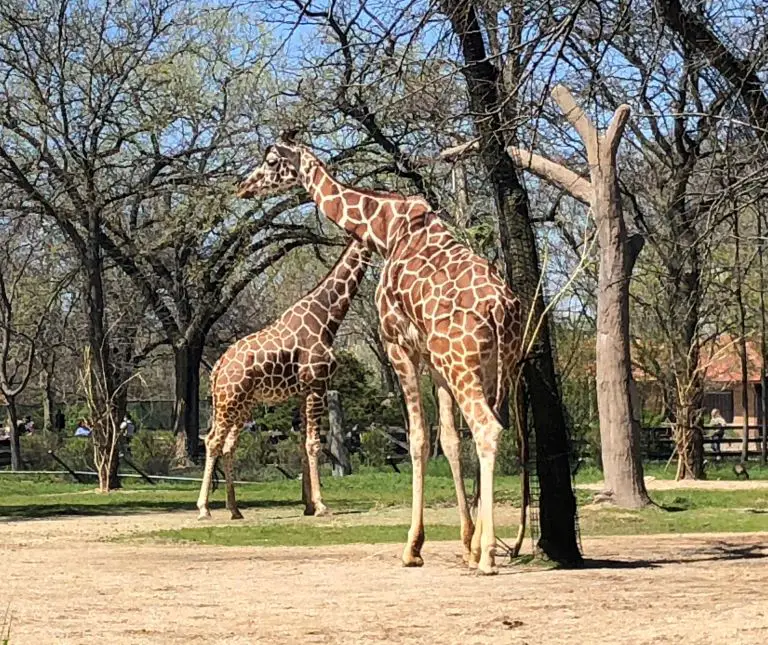 feed giraffes brookfield zoo