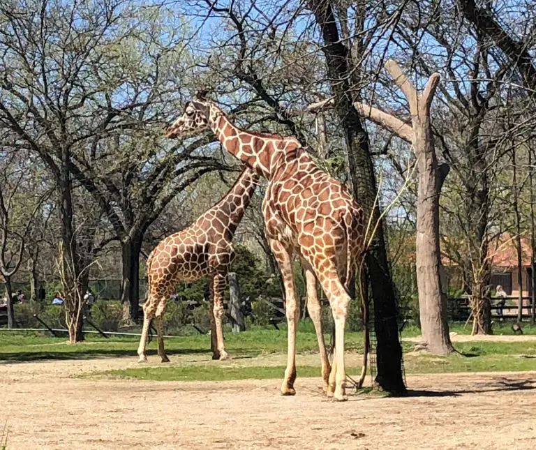 brookfield zoo giraffes