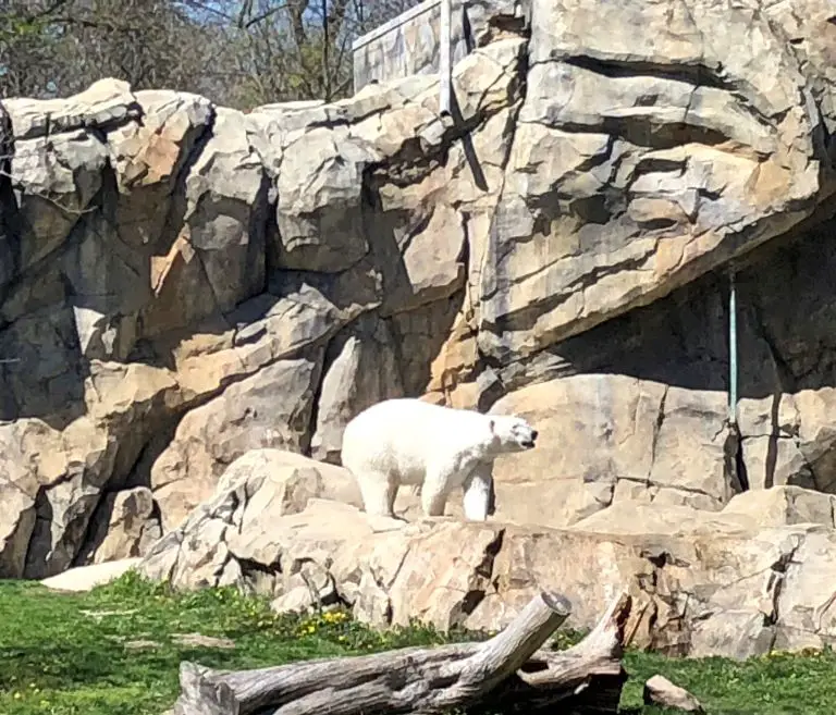 polar bear attractions at brookfield zoo