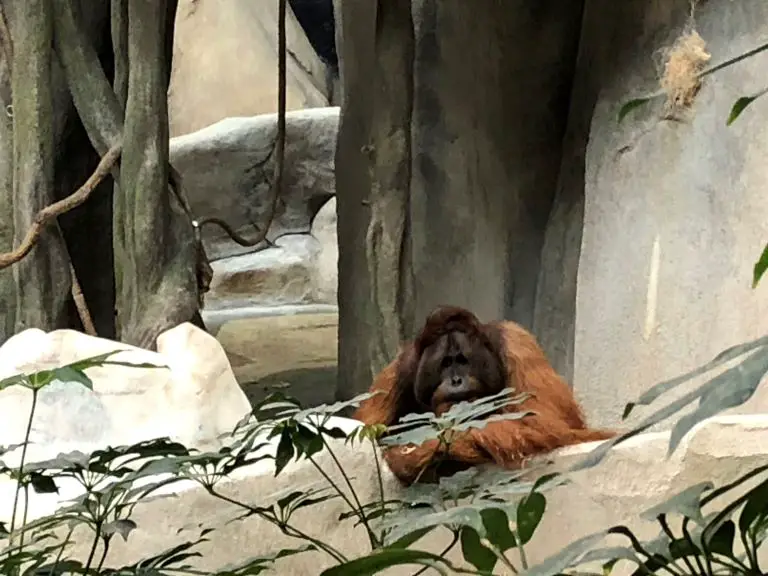 brookfield zoo ape house