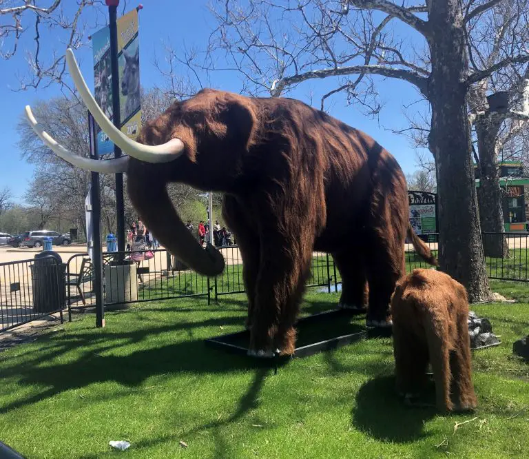 brookfield zoo area mammoths