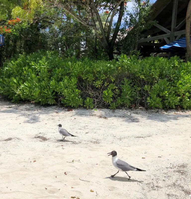 disney's private island castaway cay birds