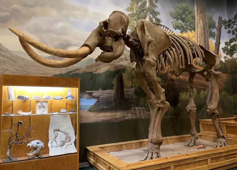 wooly mammoth skeleton