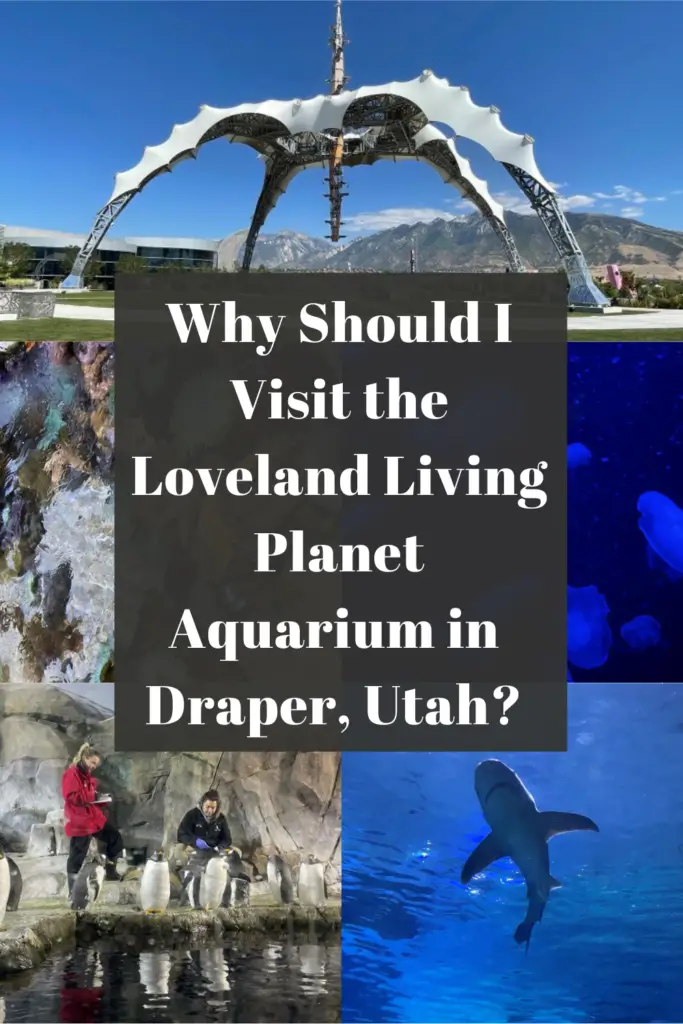 Why Should I Visit the Loveland Living Planet Aquarium Pin