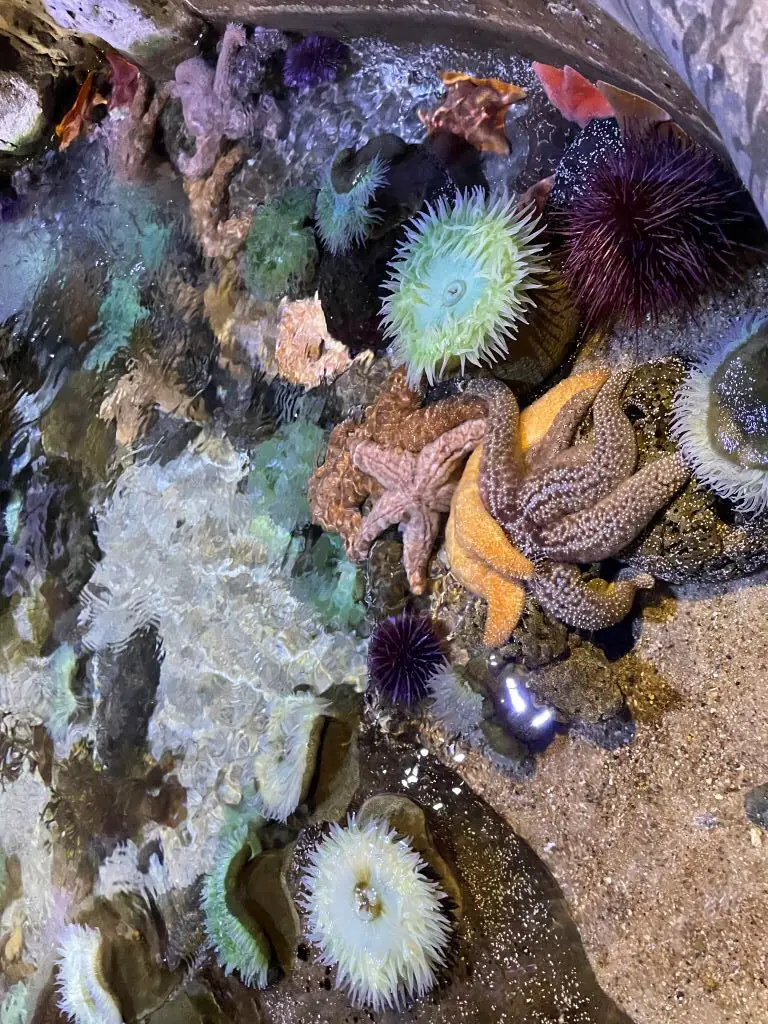 starfish