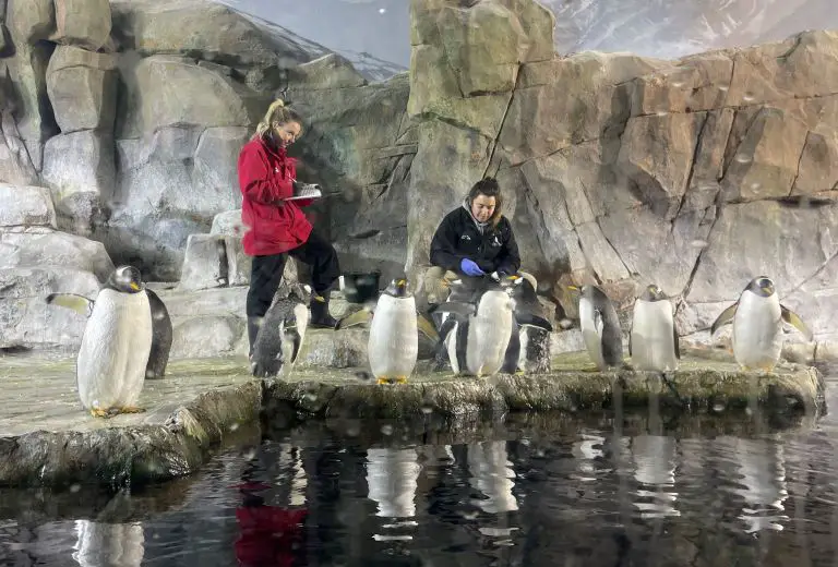living planet aquarium feed penguins