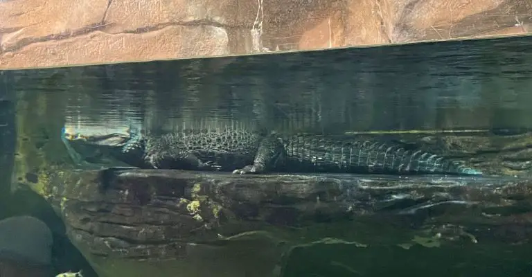 loveland aquarium salt lake city alligator