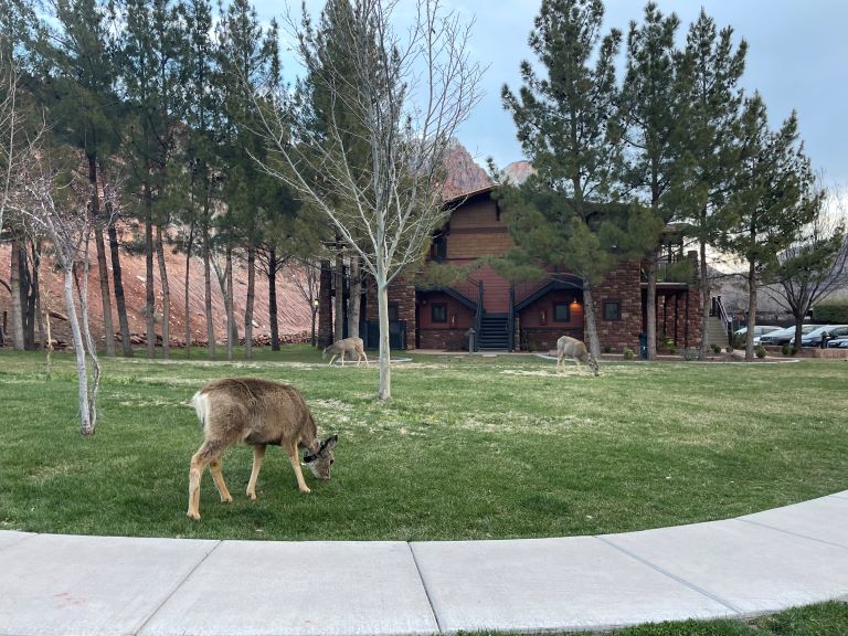 cliffrose in springdale utah deer