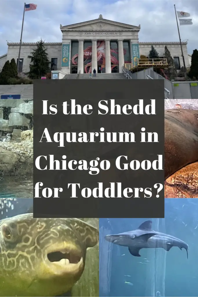 is the shedd aquarium good for toddlers pin