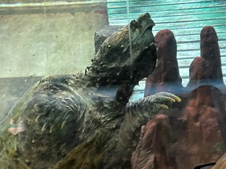 alligator turtle