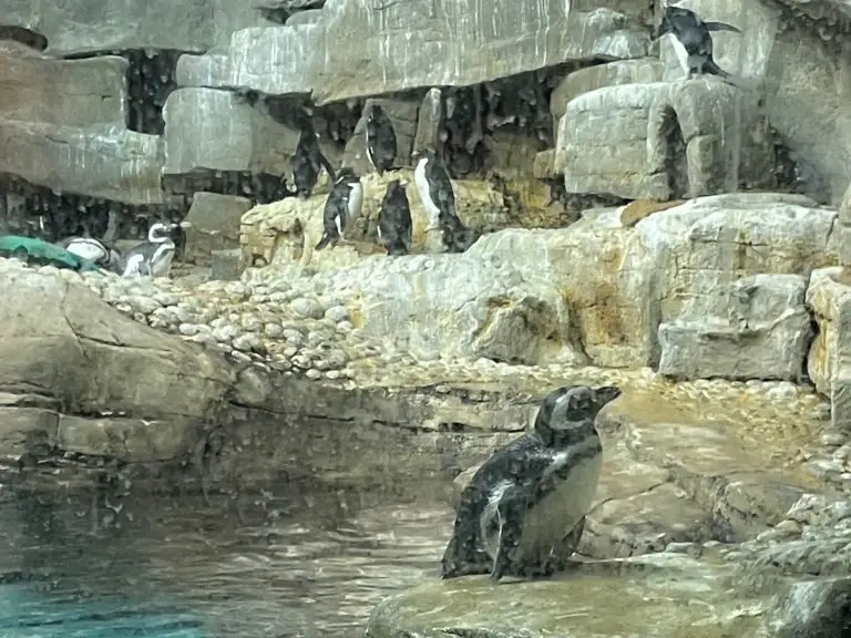 shedd aquarium in illinois penguins